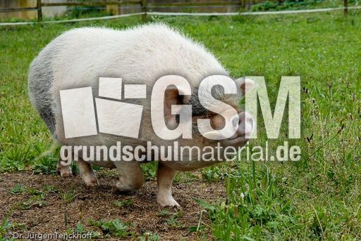 Hängebauchschwein (3 von 37).jpg